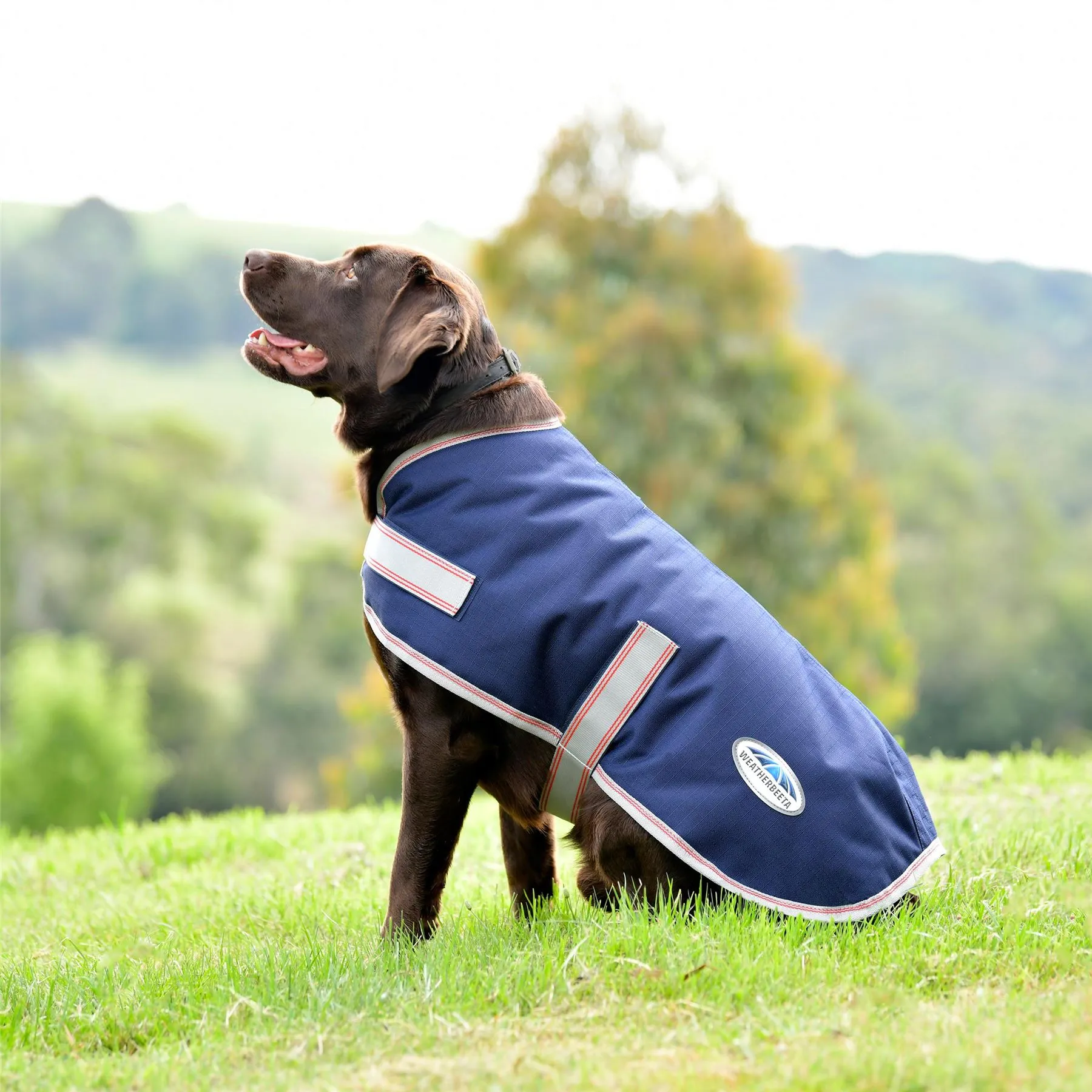 Weatherbeeta Comfitec Essential Dog Coat